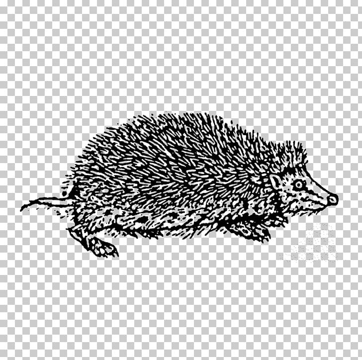 Domesticated Hedgehog Echidna Drawing Porcupine PNG, Clipart, Black And White, Domesticated Hedgehog, Domestication, Drawing, Echidna Free PNG Download