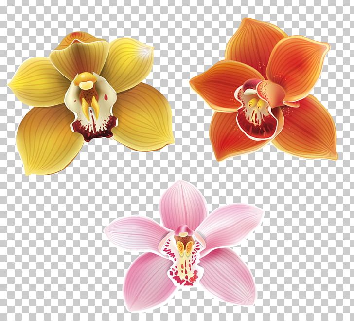 Moth Orchids Petal Flower PNG, Clipart, Beautiful, Calla Lily, Cut Flowers, Drawing, Euclidean Vector Free PNG Download