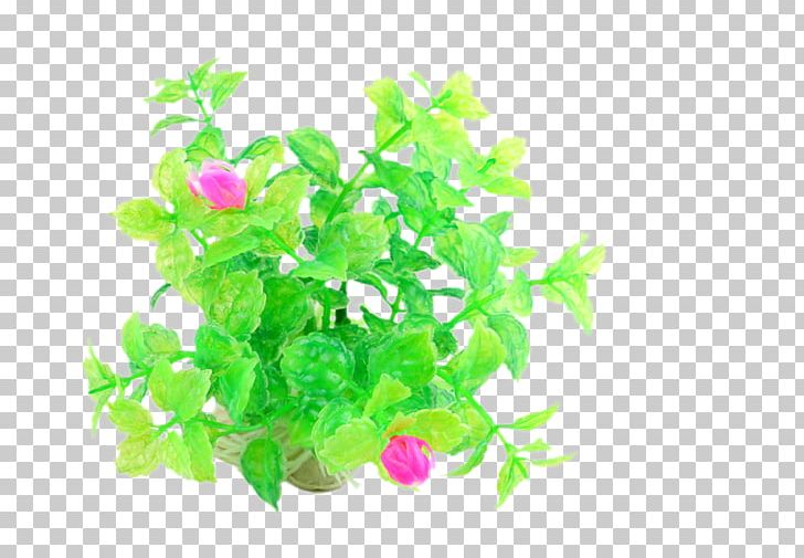 Aquarium Akwarium Holenderskie Ornamental Fish PNG, Clipart, Adobe Illustrator, Aquatic Plant, Branch, Cartoon, Dwarf Free PNG Download