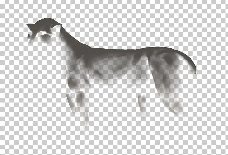 Dog Breed Whippet Italian Greyhound Snout PNG, Clipart, Black And White, Breed, Carnivoran, Dog, Dog Breed Free PNG Download