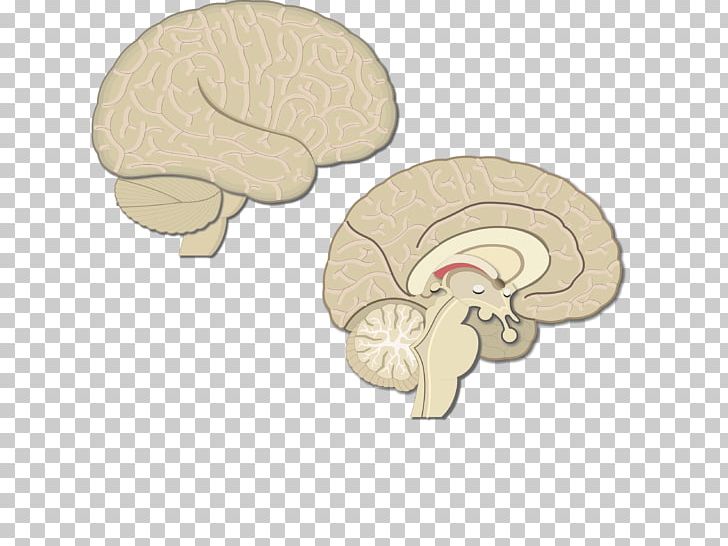 Lobes Of The Brain Cerebral Cortex Parietal Lobe Posterior Parietal Cortex Motor Cortex PNG, Clipart, Brain, Cerebral Cortex, Frontal Lobe, Human Brain, Jaw Free PNG Download