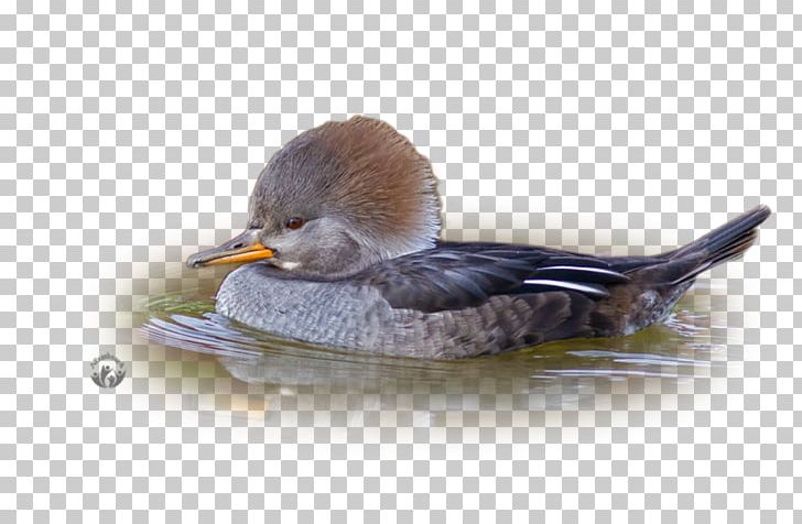 Mallard Seaducks Bird Common Merganser PNG, Clipart, Animals, Beak, Bird, Common Merganser, Duck Free PNG Download