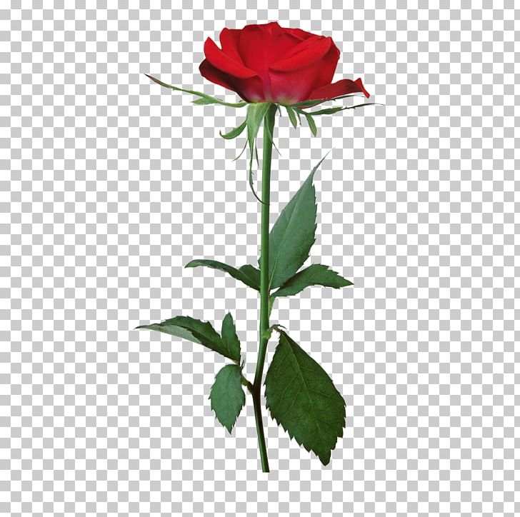 White Rose Flower PNG, Clipart, Clip, Cut Flowers, Floristry, Flower, Flower Bouquet Free PNG Download