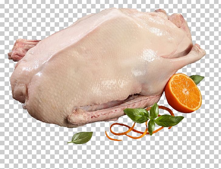 Anser Goose Domestic Duck Chicken PNG, Clipart, Animal Fat, Animals, Animal Source Foods, Anser, Back Bacon Free PNG Download