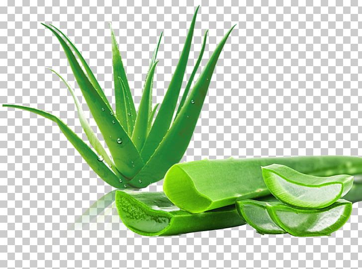 Aloe Vera Aloin Gel Disease Stock Photography PNG, Clipart, Aloe Emodin, Aloe Ferox, Alternative Medicine, Beauty, Creative Cosmetics Free PNG Download