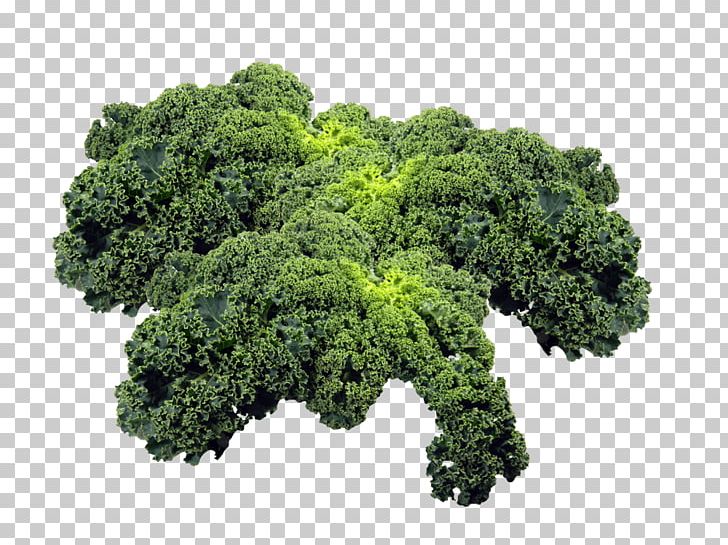 Kale Leaf Vegetable Broccoli PNG, Clipart, Brassica, Brassica Oleracea, Broccoli, Cooking, Food Free PNG Download