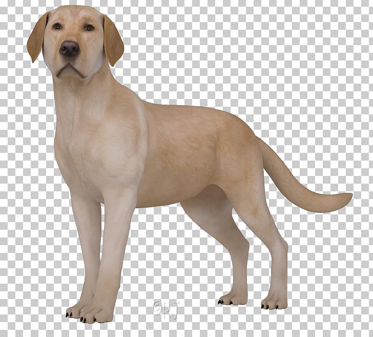 Labrador Retriever Broholmer Puppy Dog Breed Companion Dog PNG, Clipart, Ancient Dog Breeds, Animals, Breed, Broholmer, Carnivoran Free PNG Download