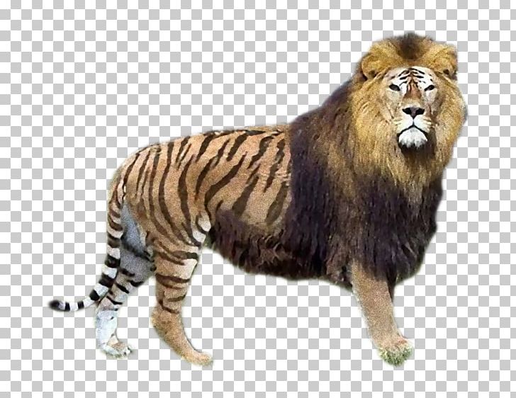 Liliger Tiger Lion Tigon PNG, Clipart, Animal Breeding, Animals, Big Cat, Big Cats, Breed Free PNG Download