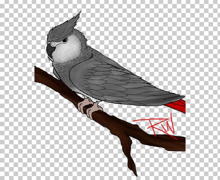 Parrot Beak Fauna Feather PNG, Clipart, African Grey, Beak, Bird, Fauna, Feather Free PNG Download