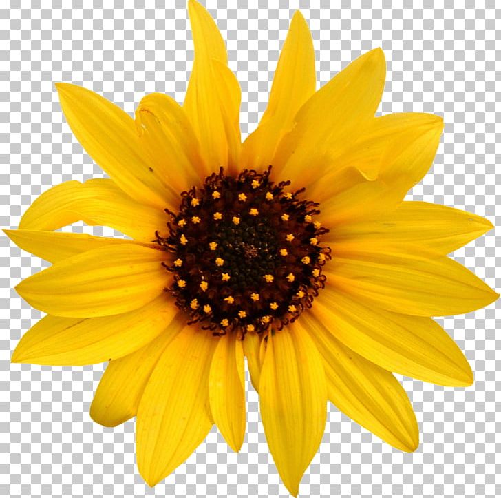 Sunflowers Common Daisy Stock Photography White PNG, Clipart, Common Daisy, Cut Flowers, Dahlia, Daisy Family, Floral Design Free PNG Download