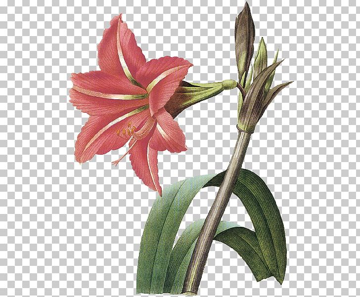 Amaryllis Art Painting PNG, Clipart, Amaryllis, Amaryllis Belladonna, Amaryllis Family, Art, Art Museum Free PNG Download