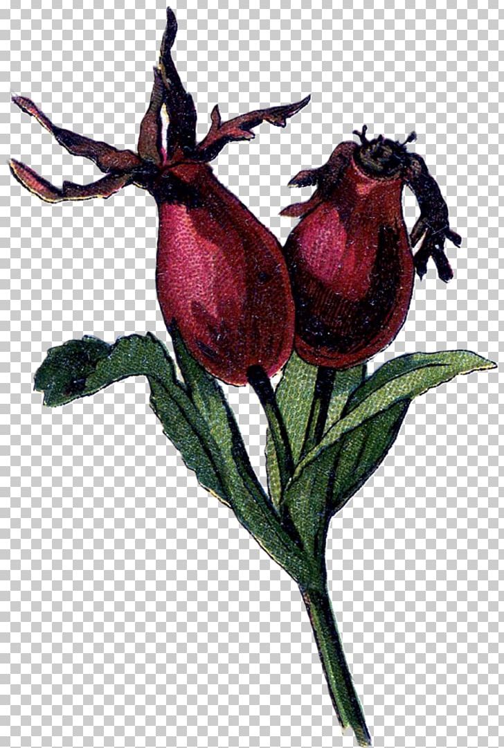 Rose Hip Dog-rose Rose Family Drawing PNG, Clipart, Beet, Dogrose, Drawing, Flower, Flowering Plant Free PNG Download