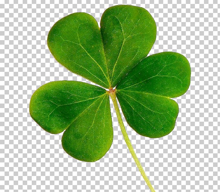 Shamrock Republic Of Ireland Saint Patrick's Day United States Clover PNG, Clipart, Child, Clover, Family, Holidays, Leaf Free PNG Download