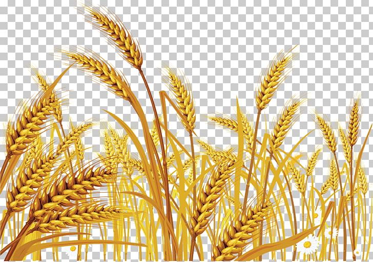 Wheat Euclidean Cereal PNG, Clipart, Avena, Cereal Germ, Commodity, Common Wheat, Crop Free PNG Download