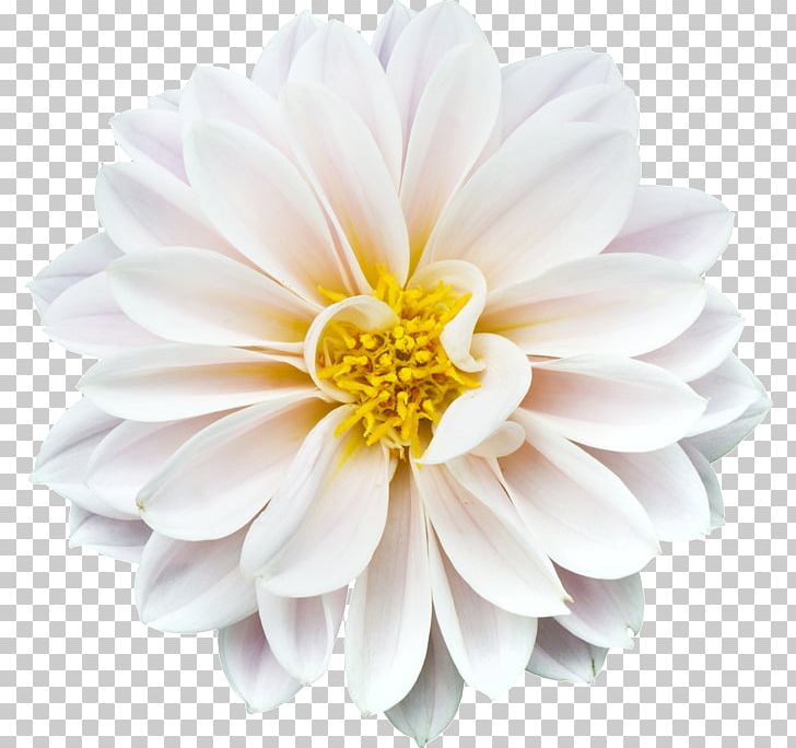 Common Daisy Marguerite Daisy Daisy Family Stock.xchng Stock Photography PNG, Clipart, Argyranthemum, Chrysanths, Common Daisy, Cut Flowers, Dahlia Free PNG Download