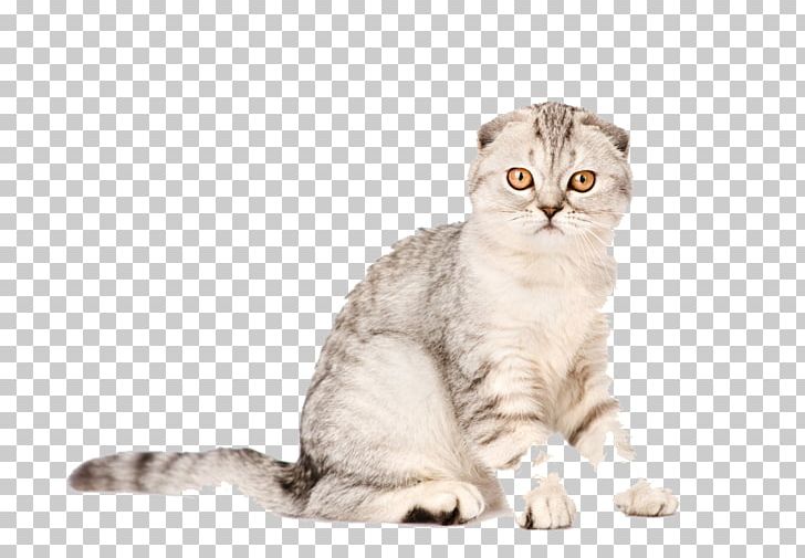 Scottish Fold Kitten Mouse Scratching Post Cat Tree PNG, Clipart, American Curl, American Wirehair, Anim, Animal, Animation Free PNG Download