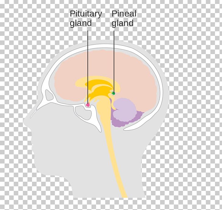 Thumb Human Behavior Diagram Brain PNG, Clipart, Behavior, Brain, Diagram, Finger, Hand Free PNG Download