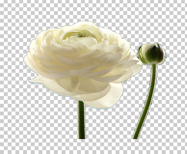 Petal Cut Flowers White Plant Stem PNG, Clipart, Black White, Creative Background, Cut Flowers, Day, Dignified Free PNG Download