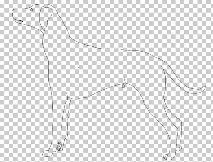 Whippet Italian Greyhound Sloughi Spanish Greyhound PNG, Clipart, 08626, Artwork, Black And White, Breed, Carnivoran Free PNG Download