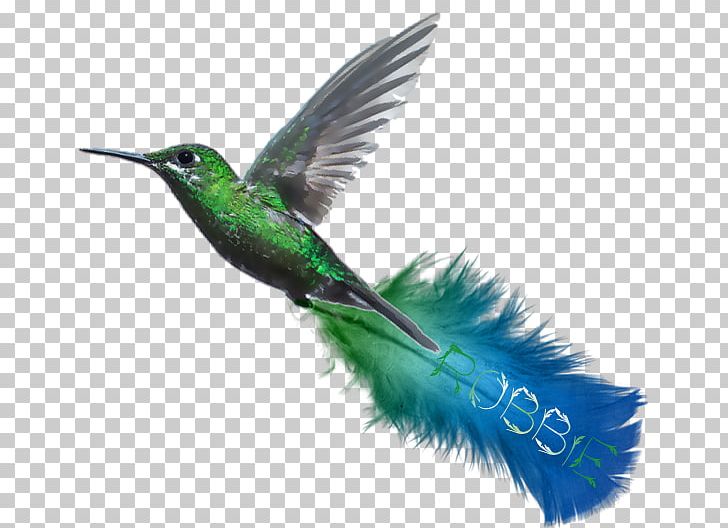 Hummingbird Turquoise Beak Blue-green Wing PNG, Clipart, Animals, Beak, Bird, Blue, Bluegreen Free PNG Download