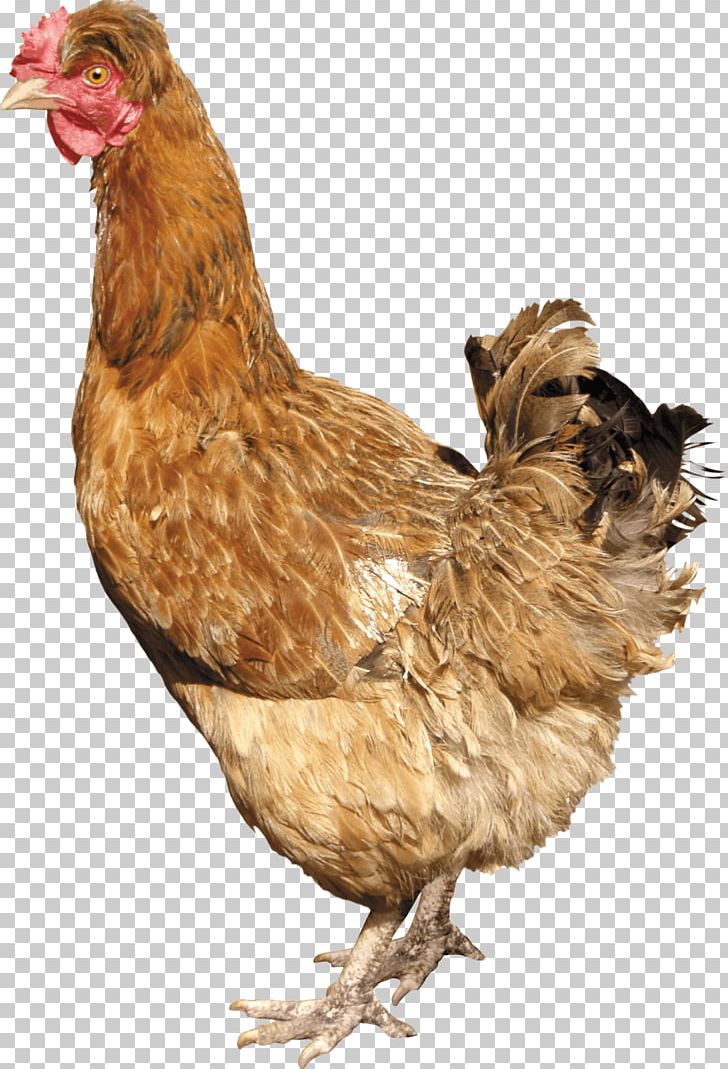 Silkie Chicken Curry PNG, Clipart, Adorable, Animals, Arbol, Beak, Bird Free PNG Download