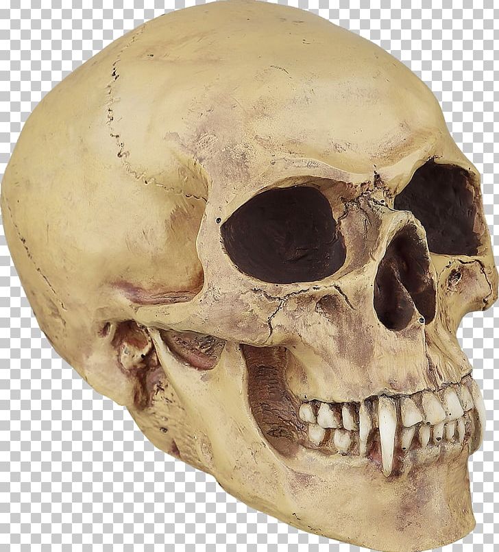 Human Skull Symbolism Bone Vampire Tooth PNG, Clipart, Blood, Bone, Calavera, Fantasy, Gothic Fiction Free PNG Download