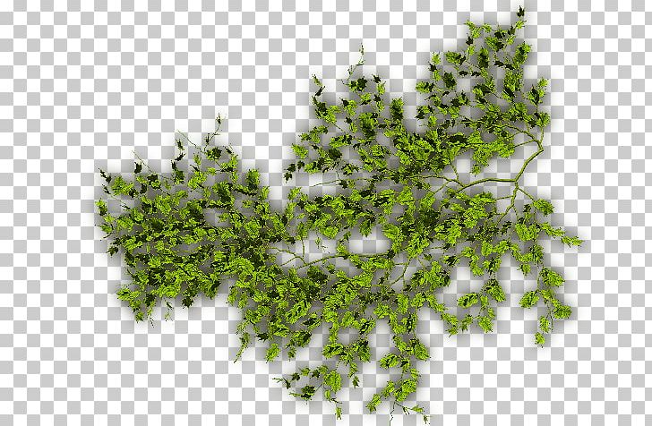 Vine Computer Software PNG, Clipart, Be Cool, Branch, Brothel Creeper, Computer Software, Creeper Free PNG Download