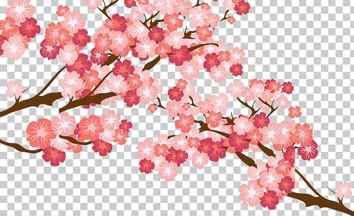 Cherry Blossom Cerasus PNG, Clipart, Adobe Illustrator, Blossom, Branch, Cdr, Cherry Free PNG Download