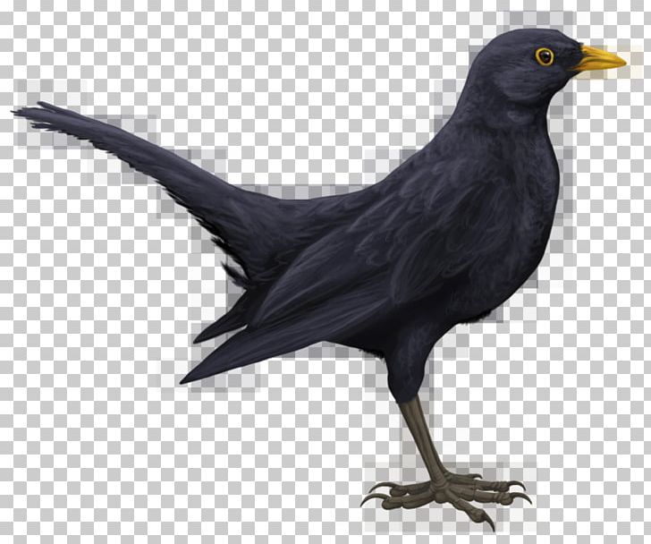 Common Blackbird Drawing Art PNG, Clipart, American Crow, Animals, Art, Beak, Bird Free PNG Download
