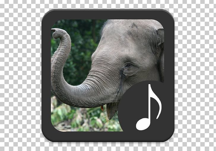 African Bush Elephant Sumatran Elephant Elephantidae African Forest Elephant PNG, Clipart, African Elephant, African Forest Elephant, Animal, Apk, App Free PNG Download