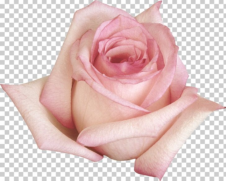 Beach Rose Flower Garden Roses Purple PNG, Clipart, Blue, Blue Rose, Closeup, Cut Flowers, Download Free PNG Download