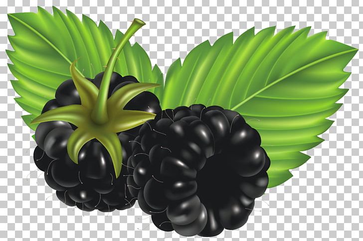 Blackberry PNG, Clipart, Berry, Blackberries, Blackberry, Bramble, Clip Art Free PNG Download