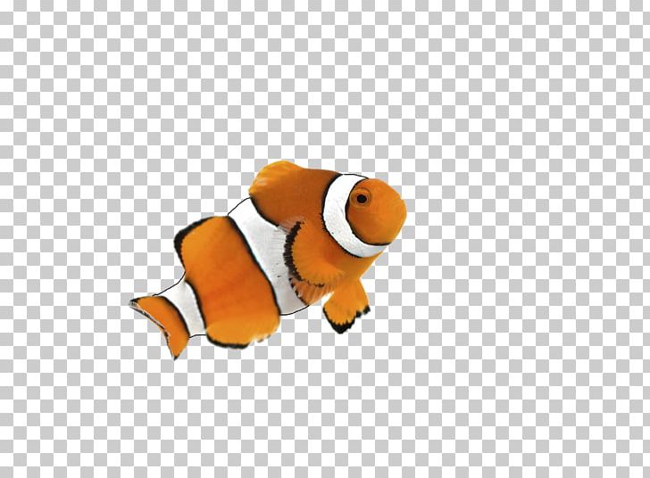 Clownfish Goldfish Siamese Fighting Fish Desktop PNG, Clipart, Animals, Aquarium, Cartoon, Clownfish, Desktop Wallpaper Free PNG Download