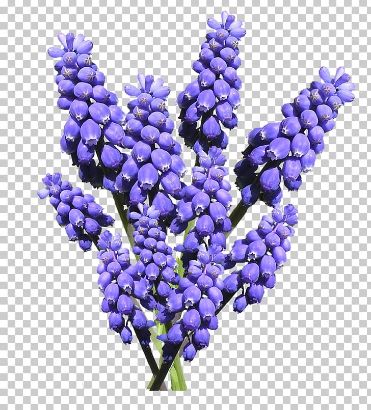 Grape Hyacinth Common Water Hyacinth Flower PNG, Clipart, Blue, Bulb, Cobalt Blue, Common Water Hyacinth, Flower Free PNG Download