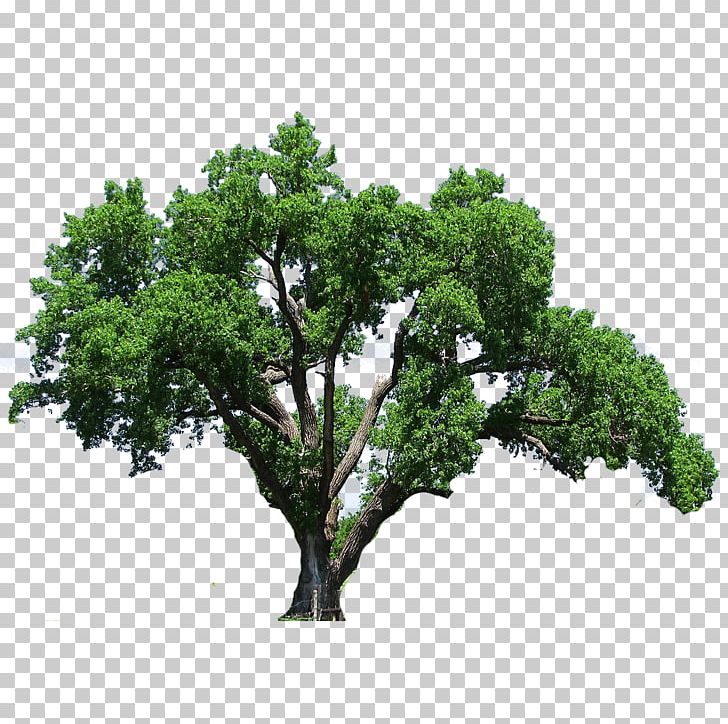 Southern Live Oak Tree Flowering Dogwood PNG, Clipart, Branch, Clip Art, Dogwood, Drawing, Evergreen Free PNG Download