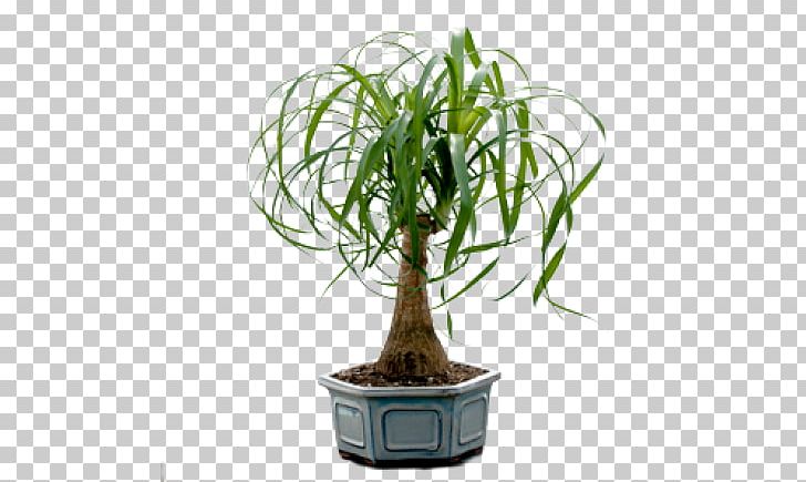 Bonsais / Bonsai Ponytail Palm Houseplant PNG, Clipart, Arecaceae, Bonsai, Cactus, Flower, Flowering Free PNG Download
