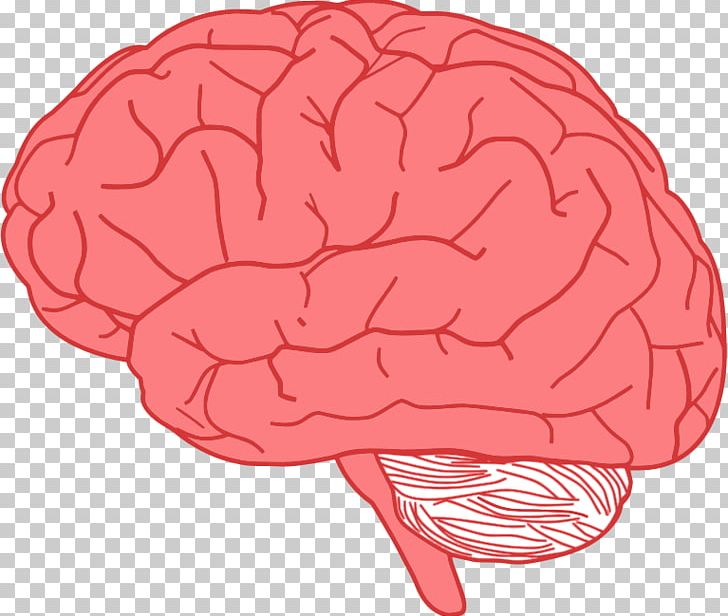 Brain PNG, Clipart, Brain, Computer Icons, Desktop Wallpaper, Document, Drawing Free PNG Download