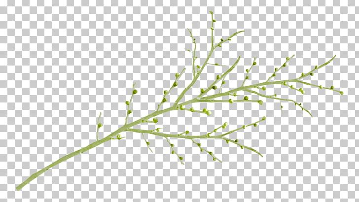 Leaf Branch PNG, Clipart, Branch, Computer Icons, Download, Encapsulated Postscript, Grass Free PNG Download