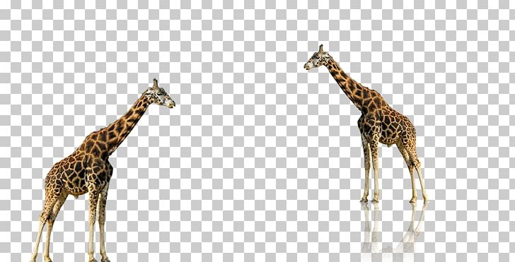 Lion Animal Northern Giraffe PNG, Clipart, Adobe, Animal, Animals, Cute, Cute Animal Free PNG Download