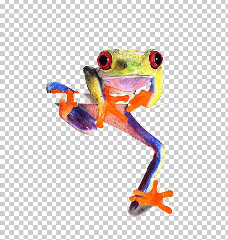 Red-eyed Tree Frog Amphibian True Frog PNG, Clipart, Animal, Animals, Australian Green Tree Frog, Creative Frog, Cuban Tree Frog Free PNG Download