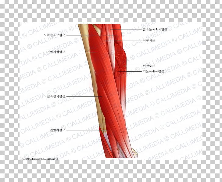 Shoulder Lateral Cutaneous Nerve Of Forearm Muscle Muscular System PNG, Clipart, Anatomy, Angle, Arm, Biceps, Damarlar Free PNG Download