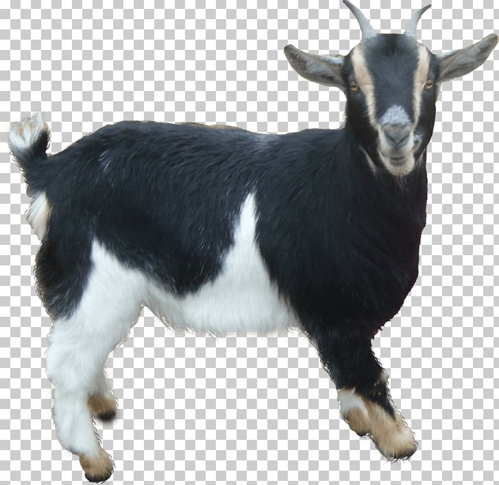 Anglo-Nubian Goat Boer Goat Jacob Sheep PNG, Clipart, Anglonubian Goat, Boer Goat, Computer Icons, Cow Goat Family, Desktop Wallpaper Free PNG Download