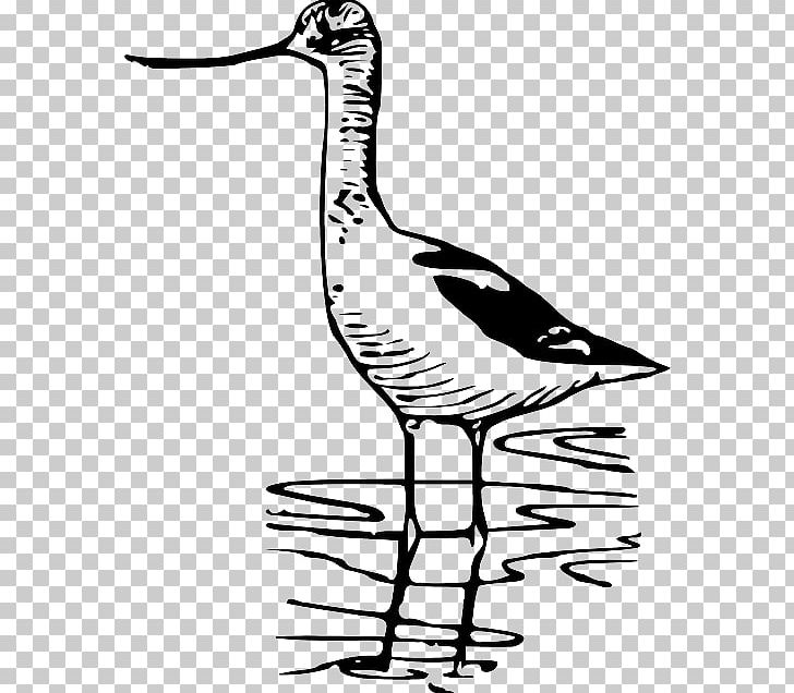 Bird Nest Wader Drawing PNG, Clipart, Animals, Artwork, Avocet, Beak, Bird Free PNG Download