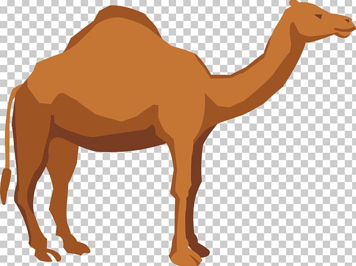 Dromedary Apache Camel Illustration Png Clipart Animals Animation