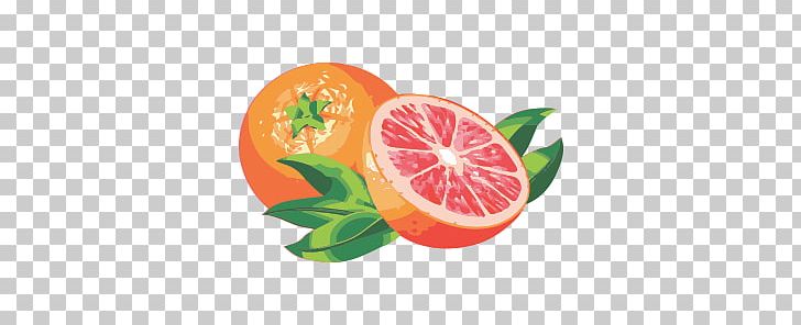 Grapefruit PNG, Clipart, Grapefruit Free PNG Download