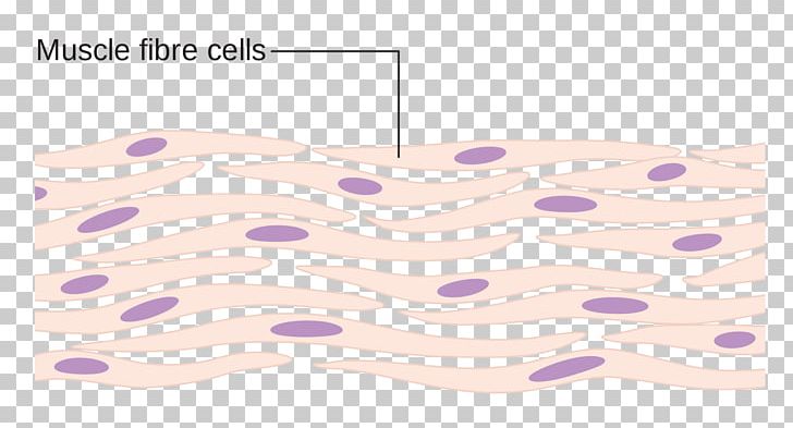 Myocyte Somatic Cell Skeletal Muscle PNG, Clipart, Angle, Cell, Cell And Tissue Research, Cell Membrane, Cell Potency Free PNG Download