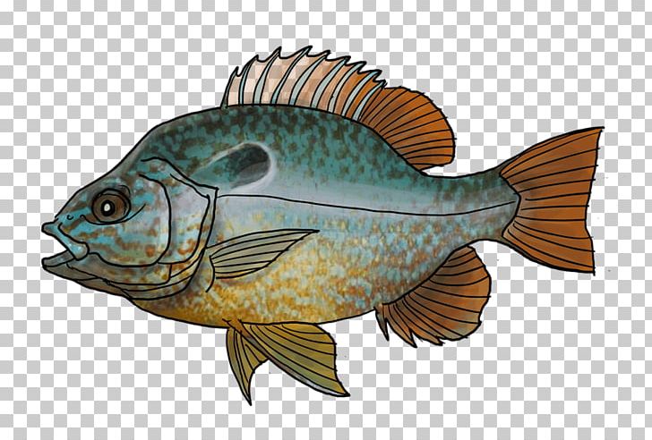 Tilapia Gironde Perch Fishing Pumpkinseed PNG, Clipart, Bony Fish, Colore, Fauna, Fish, Fisherman Free PNG Download