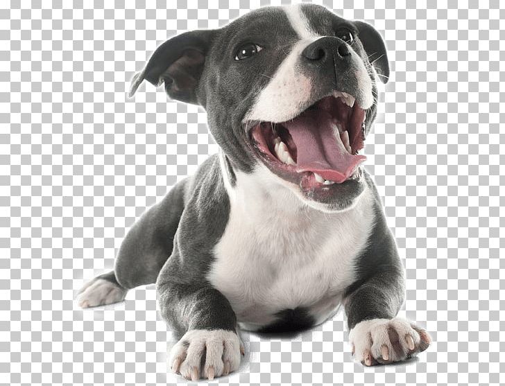 American Pit Bull Terrier Staffordshire Bull Terrier American Staffordshire Terrier Boston Terrier PNG, Clipart, American Pit Bull Terrier, American Staffordshire Terrier, Animals, Boston Terrier, Bull Terrier Free PNG Download