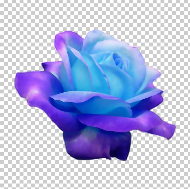 Blue Rose Flower Rosaceae PNG, Clipart, Blue, Blue Rose, Cobalt Blue, Color, Cut Flowers Free PNG Download
