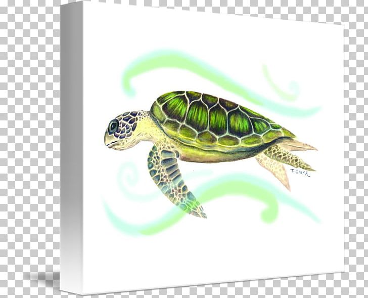 Sea Turtle Tortoise Pond Turtles PNG, Clipart, Animals, Emydidae, Fauna, Green Turtle Cay, Organism Free PNG Download